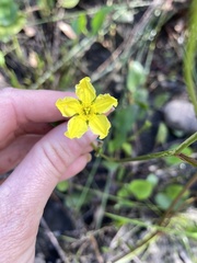 Ornduffia reniformis