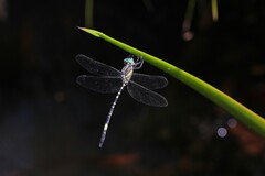 Parasynthemis regina