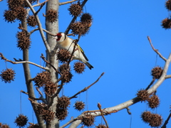 Carduelis carduelis