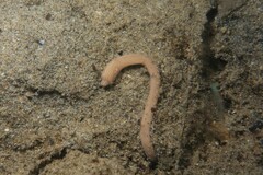Baseodiscus delineatus