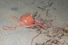 Octopus kaurna