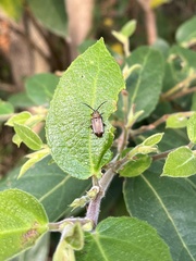 Poneridia semipullata