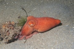 Octopus kaurna