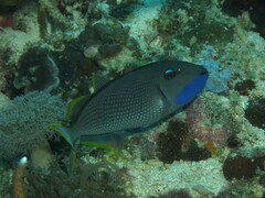 Xanthichthys auromarginatus