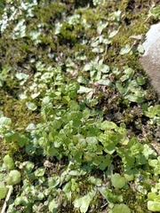 Pilea peploides major