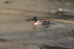 Anas platyrhynchos × zonorhyncha