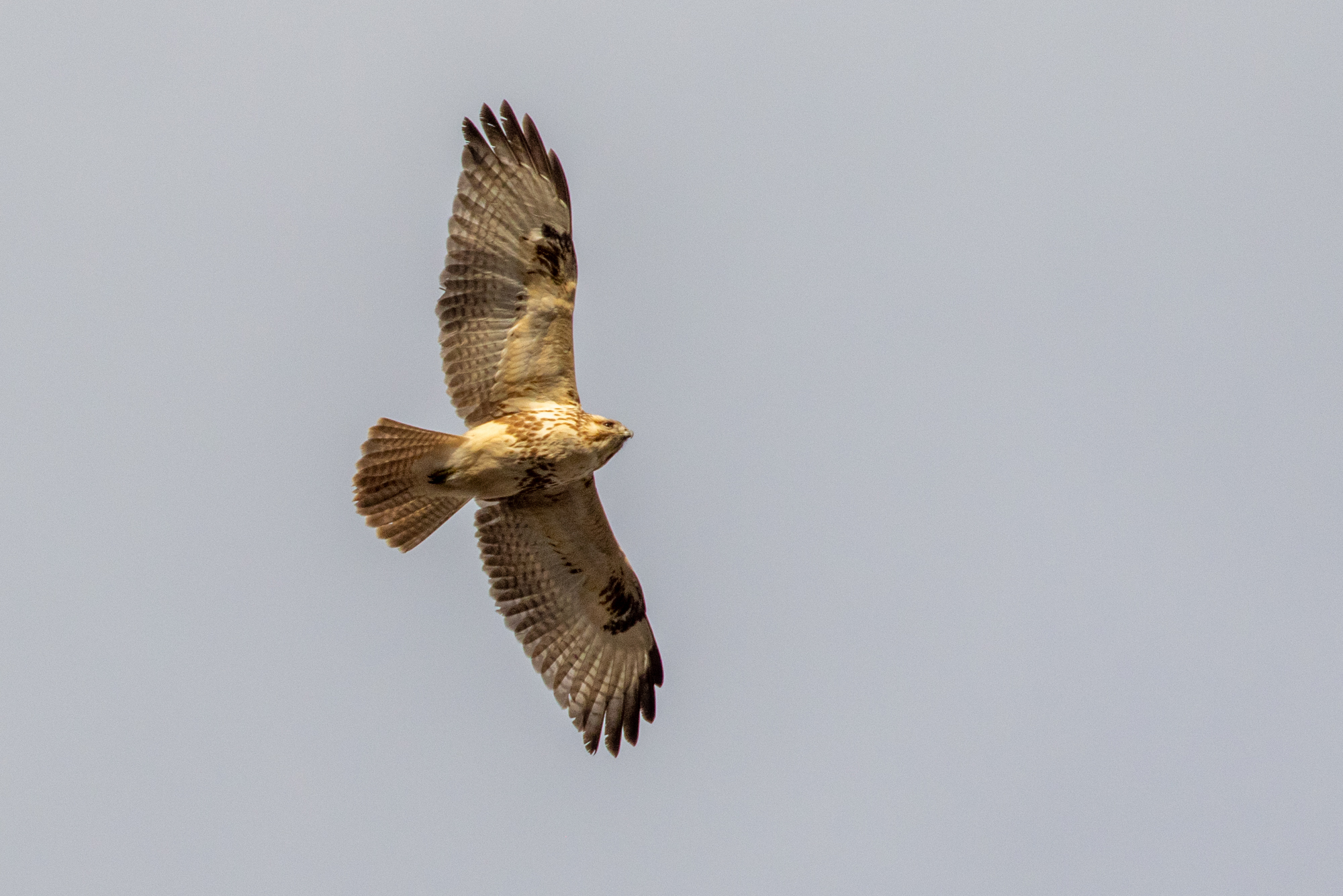 Eastern Buzzard