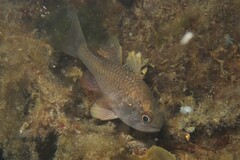 Vincentia conspersa