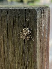 Stephanopis altifrons