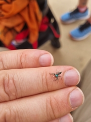Cosmophasis thalassina