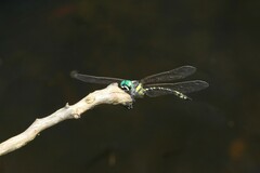 Parasynthemis regina