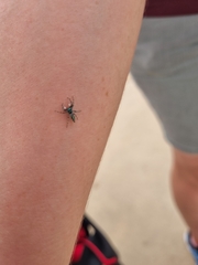 Cosmophasis thalassina