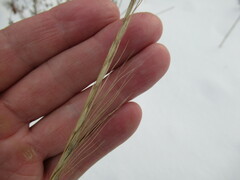 Elymus gmelinii