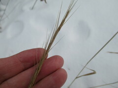 Elymus gmelinii