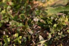 Capsella bursa-pastoris