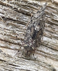 Nimbopsocus australis