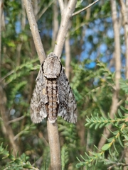 Psilogramma casuarinae