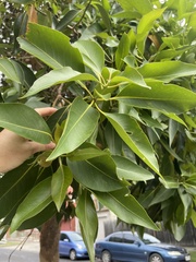 Lophostemon confertus