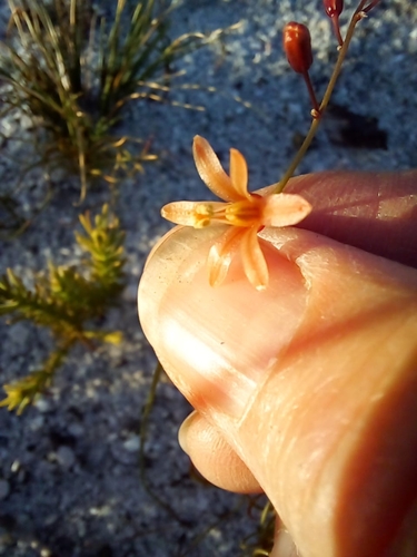 Image of Evening Squill by (c) Adele SL, some rights reserved (CC BY)