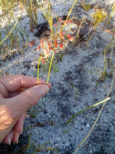 Drimia hesperantha