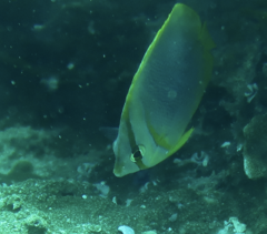 Chaetodon aureofasciatus