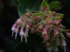 Arctostaphylos montaraensis
