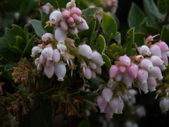 Arctostaphylos montaraensis
