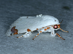 Chasmina pulchra