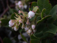 Arctostaphylos montaraensis