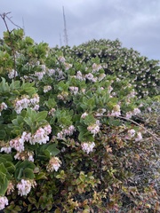 Arctostaphylos montaraensis
