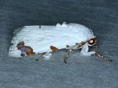 Chasmina pulchra