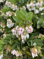 Arctostaphylos montaraensis
