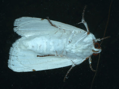 Chasmina pulchra