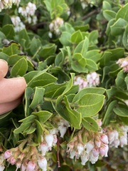 Arctostaphylos montaraensis