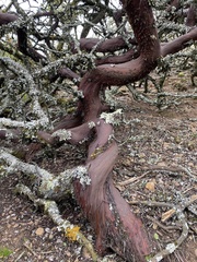 Arctostaphylos montaraensis