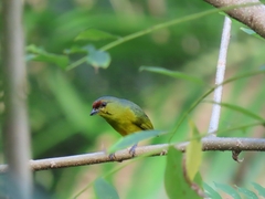 Euphonia gouldi