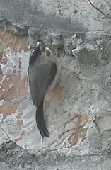 Aegithalos glaucogularis