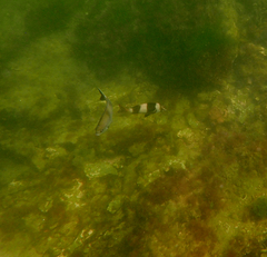 Pseudogoniistius nigripes