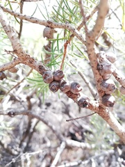 Melaleuca hirsuta