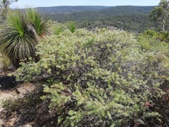 Melaleuca hirsuta