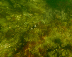 Pseudogoniistius nigripes