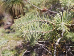 Melaleuca hirsuta