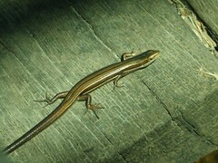 Pseudemoia rawlinsoni