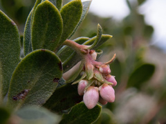 Arctostaphylos pacifica