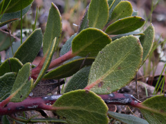 Arctostaphylos pacifica