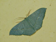 Traminda obversata