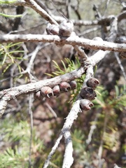 Melaleuca hirsuta