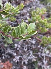 Arctostaphylos pacifica