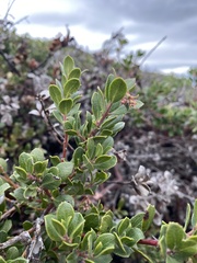 Arctostaphylos pacifica
