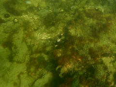 Pseudogoniistius nigripes